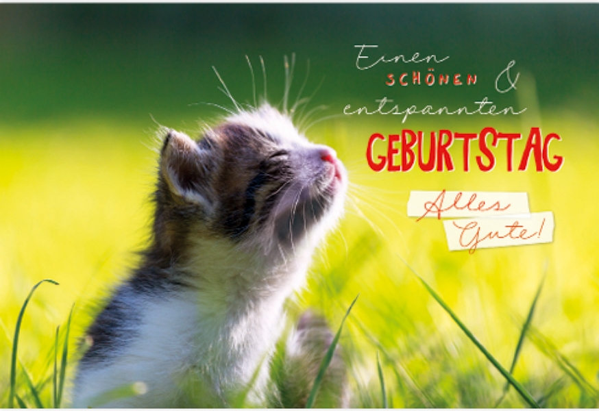 Grußkarte „Vergiss Den Prinzen“ – Mit Katzen-Motiv, 10,5x14,8 Cm, Hochwertiger Mattter Karton